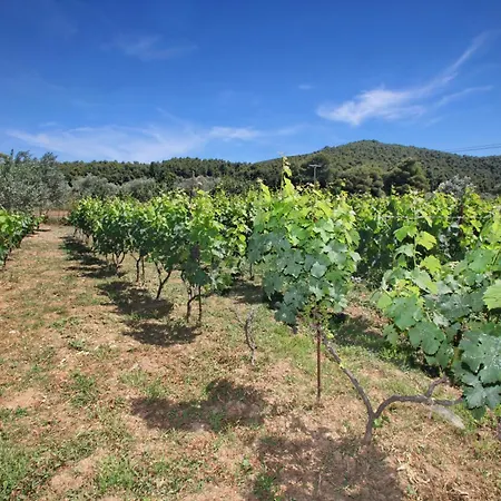 O Ampelonas Tou Kyr Giorgou Apartment Skopelos