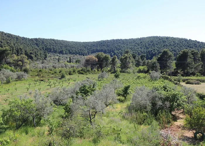 O Ampelonas Tou Kyr Giorgou *